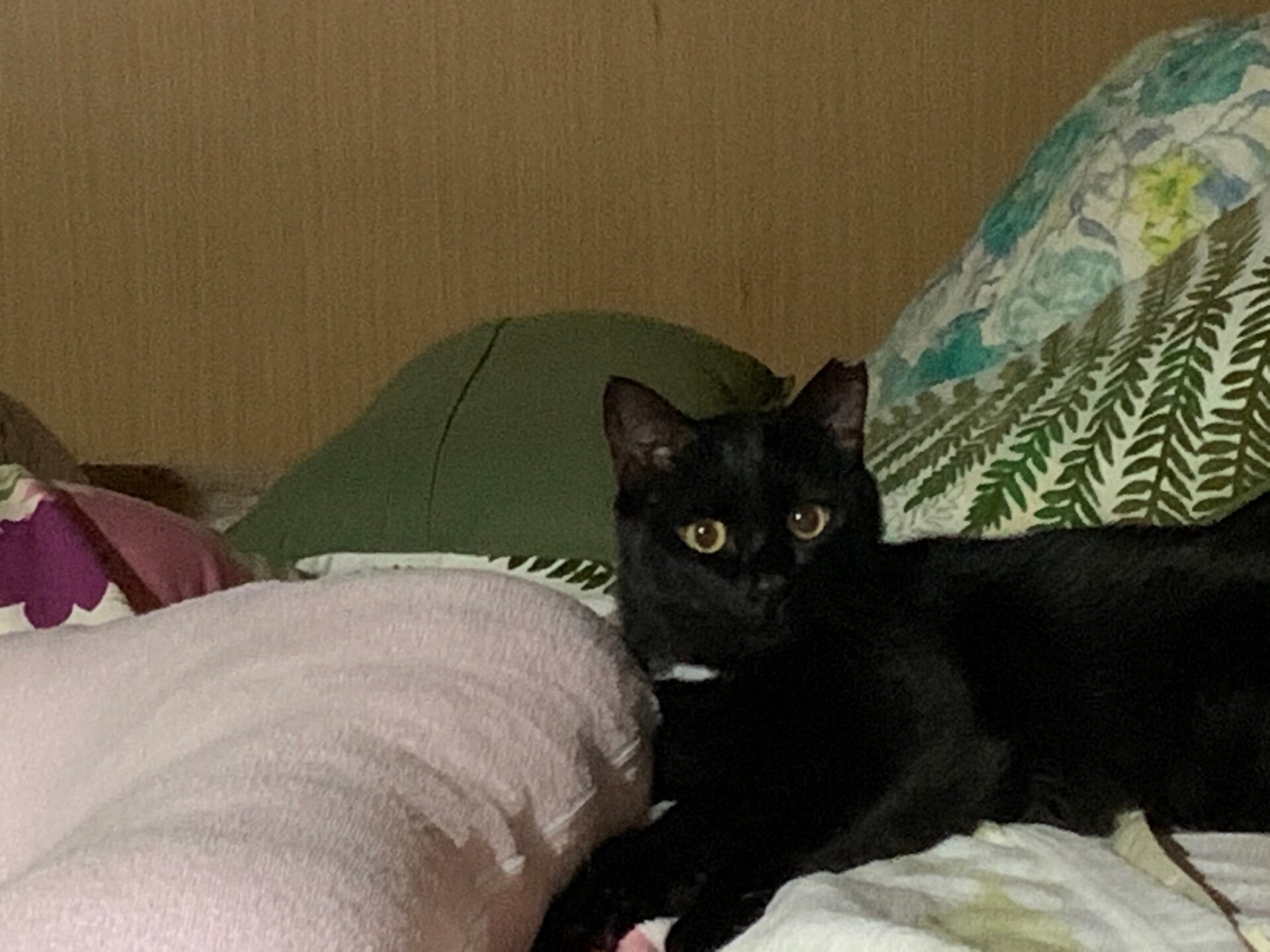 クロネコ